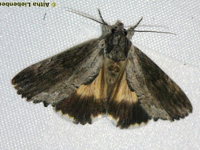 Ulotrichopus sp1